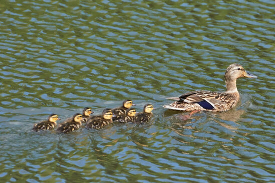 Ördəklərlə göldə çimənlərə XƏBƏRDARLIQ