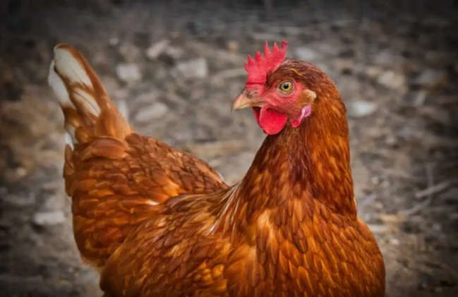 Toyuğu kəsib yeməsəniz,nə qədər yaşayacaq? - Gözlənilməz CAVAB