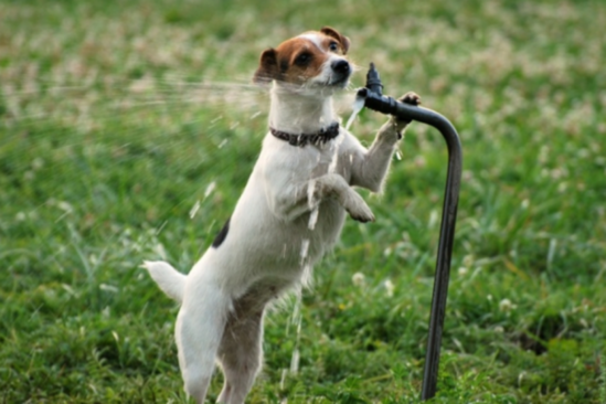 Sabah 38 dərəcə isti olacaq - HAVA PROQNOZU