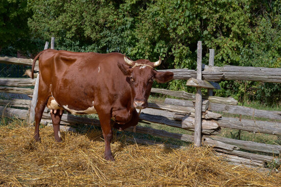 İribuynuzlu heyvan 41 yaşlı kişini sürüdü