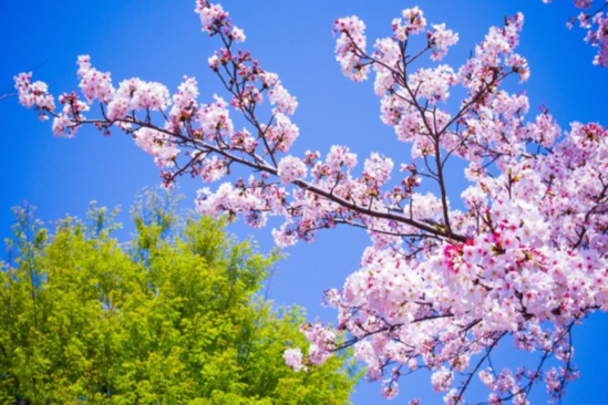 Sabah Bakıda 18 dərəcə isti olacaq