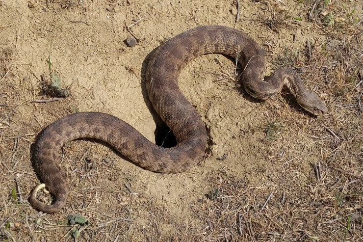 Bakıda küçədə ilan PEYDA OLDU - VİDEO
