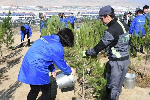 Mövsümlə əlaqədar paytaxtda növbəti ağacəkmə aksiyası keçirildi - FOTO