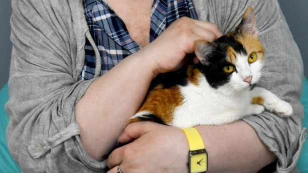 Süni intellekt artıq pişiklərdə ağrıları aşkar edəcək