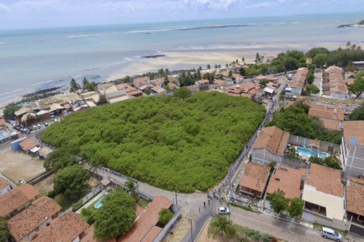 Təkbaşına meşə yaradan AĞAC