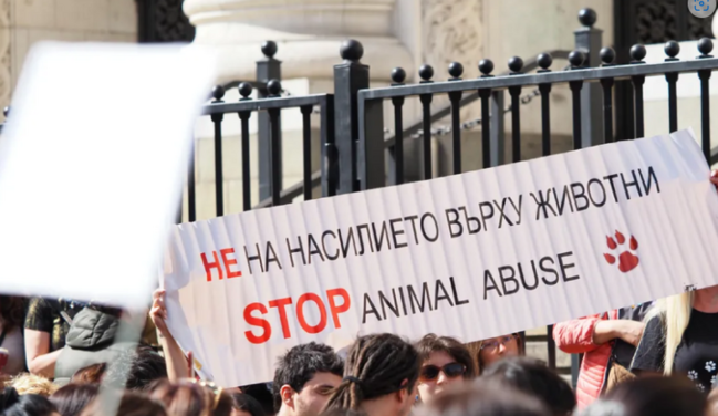 Bolqarıstanda heyvanların müdafiəsi ilə bağlı kütləvi etirazlar keçirilib