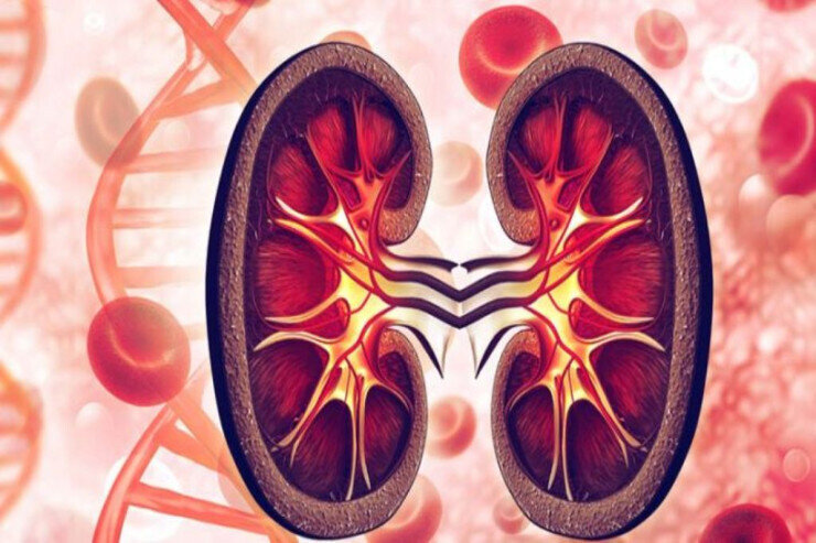 Kəndlilər böyrəklərini ucuz qiymətə satdılar: Maddi çətinliyə görə