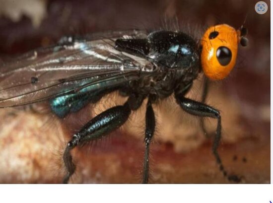 Bu ölkədə ətyeyən milçəklər yenidən üzə çıxdı