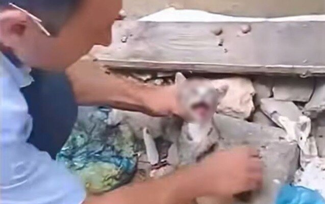 Pişiyə rəhmsizlik edən şəxs məsuliyyətə cəlb olundu - Foto