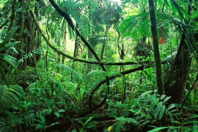 Dünyanın ən az yatan canlısı: Gündə cəmi 30 dəqiqə