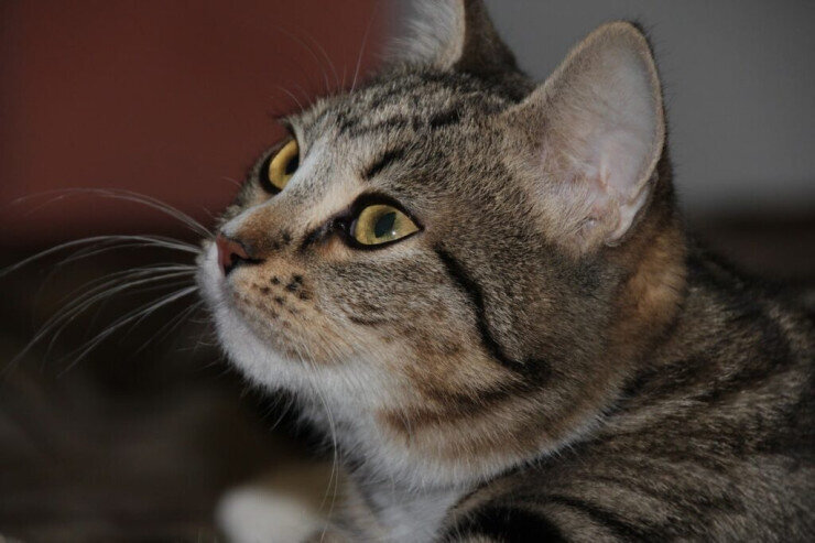 Pişiklər necə yaranıb? - Nuhun gəmisi ilə əlaqəli maraqlı bir versiya