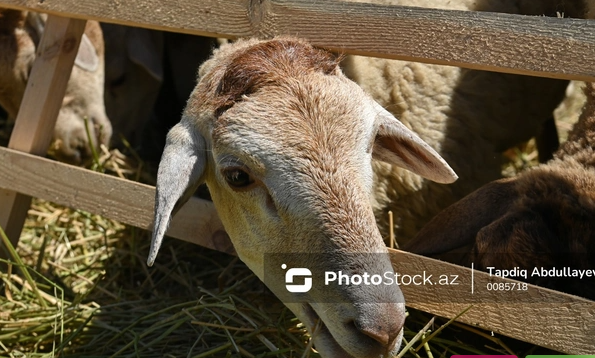 Bayramqabağı mal bazarında vəziyyət: Dana 2 000, quzu 500, dəvə 6 000 manatdır