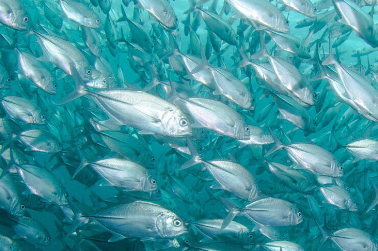 Tərkibində ən təhlükəli parazit və zəhər olan balıqlar