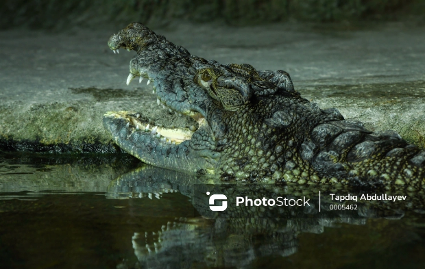 İndoneziyada timsah 13 yaşlı uşağı dostlarının gözü qarşısında yeyib