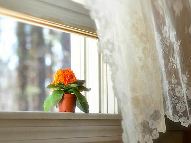 Bu bitki evin temperaturunu 4 dərəcə aşağı salır