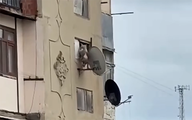Bakıda iti pəncərədən atan şəxsə - 25 sutka verildi