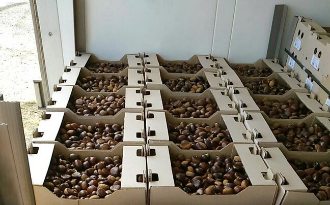 Şabalıd generala baha başa gəldi... - Lüks maşınları da əlindən çıxdı