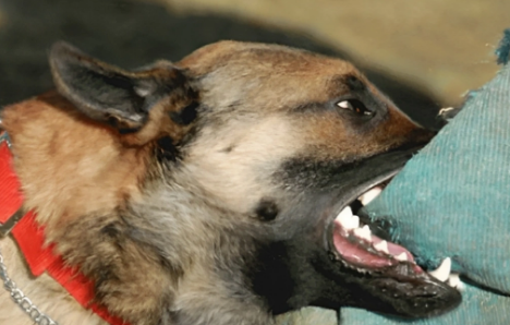 Azərbaycanda bağçadan çıxan uşaqlara itlər hücum etdi: Çox sayda yaralı var