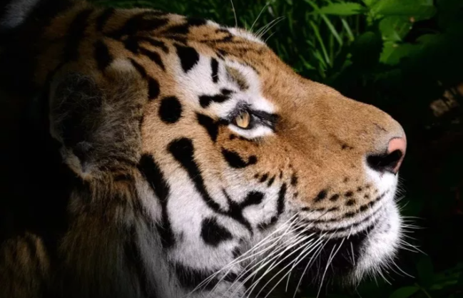 Rusiya Qazaxıstana Amur pələngi göndərəcək