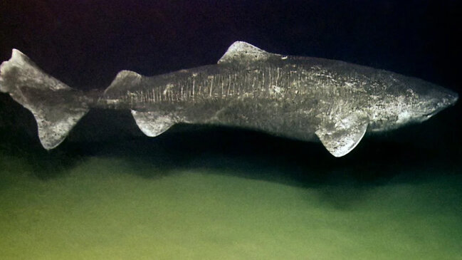 Bir ton çəkisi var, 400 ildən çox yaşayır: 7 metrlik balıq hansıdır?