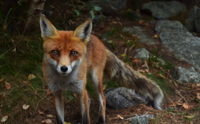 Paytaxtda çoxalan tülkülərin quduz olduqları XƏBƏRLƏRİ YAYILDI - VİDEO