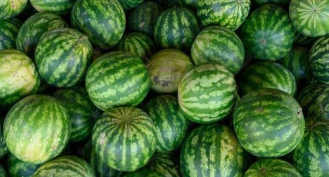 Bu qarpızları yemək olmaz: Sağlamlıq üçün təhlükələri göstərən şok əlamətlər