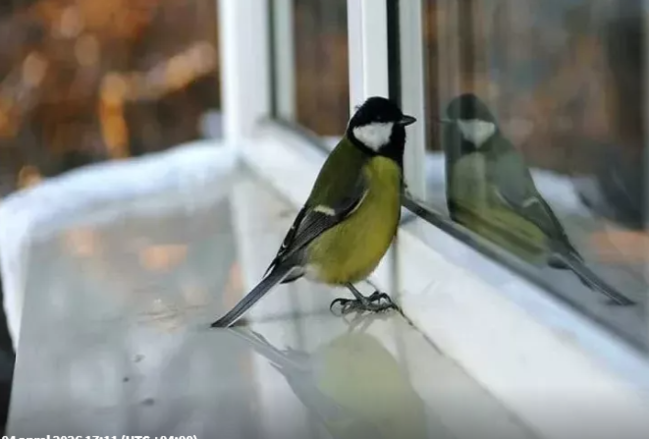 Quşun pəncərəyə qonması yaxşı əlamətdir, yoxsa pis? - XALQ İNANCLARI