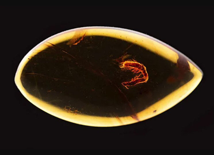 Alimlər 38 milyon il əvvəl kəhrəbada ilişib qalan termitlər tapıblar