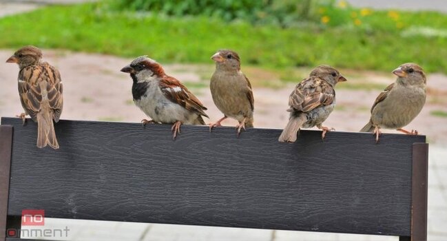 Sərçələr niyə yoxa çıxır? - AÇIQLAMA