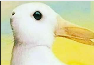 Ördək, yoxsa dovşan?