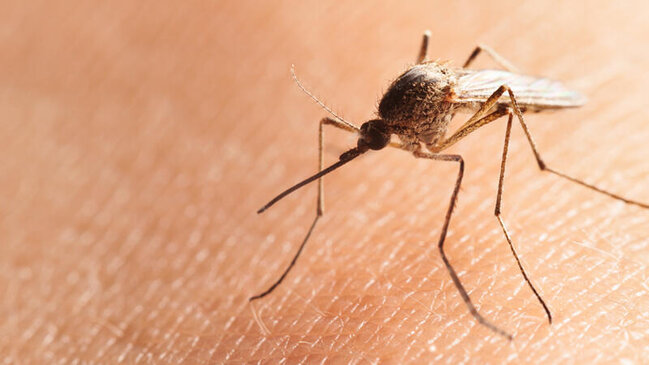 Dünyada ağcaqanadsız tək ÖLKƏ