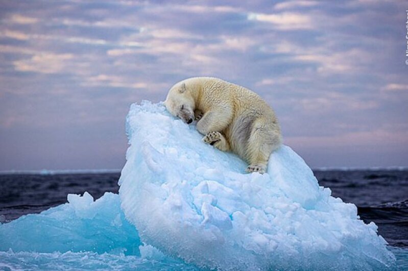 2023-cü ilin ən yaxşı vəhşi heyvan fotosu seçildi