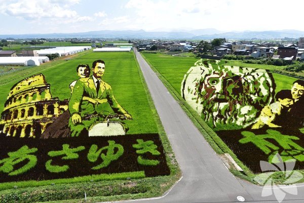 Sənət əsərinə çevrilən düyü tarlaları - FOTO