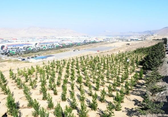 Mövsümlə əlaqədar paytaxtda növbəti ağacəkmə aksiyası keçirildi - FOTO