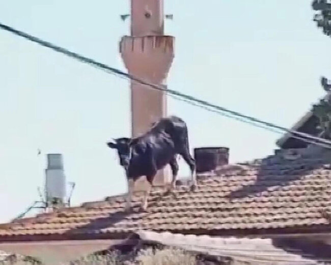 Qəssabdan qaçan dana dama çıxdı - FOTO