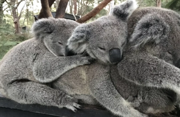 Avstraliyada koalaların sürətli artımı alimləri təşvişə saldı
