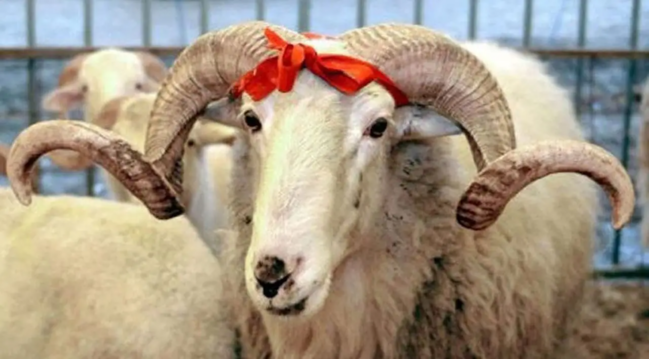 Qurban kəsimi rəsmən qadağan edildi - Bu ölkədə