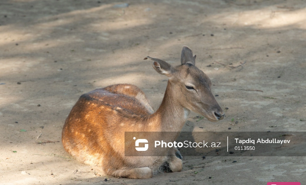 Ovladıqları ceyran Neftçala sakinlərinin başına bəla oldu - HÖKM OXUNDU