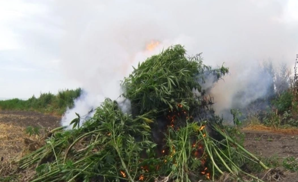 Qəbələdə dörd tondan artıq çətənə kolu məhv edilib