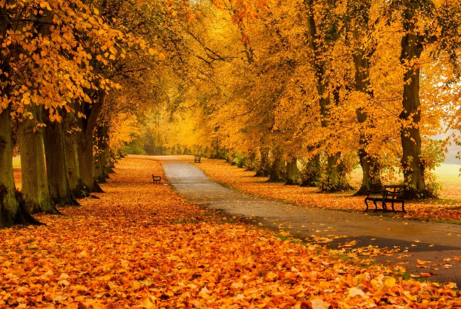 Dünyada payız fəslində keçirilən ən maraqlı FESTİVALLAR