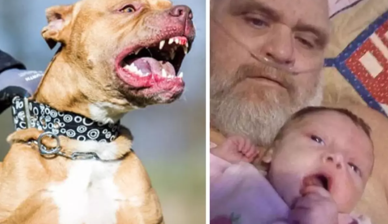 7 pitbullun hücumu nəticəsində baba və üç aylıq nəvəsi dəhşətli şəkildə həlak olub