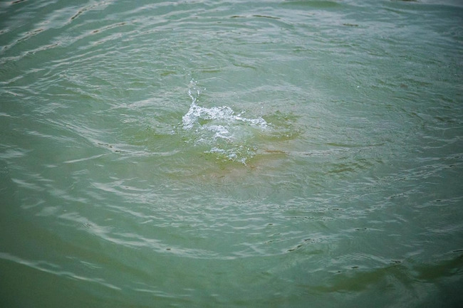 Samur-Abşeron su kanalında bir nəfər batıb