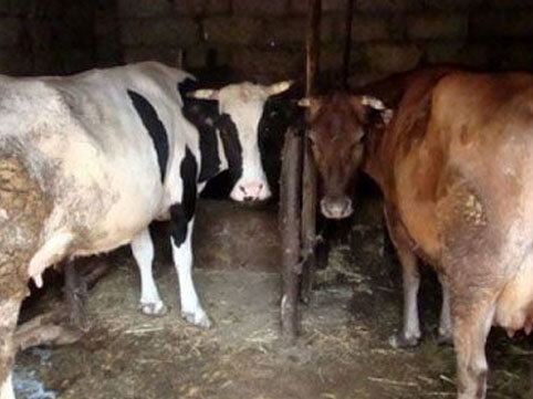 Bu rayonumuzda heyvanlar kütləvi şəkildə xəstəliyə yoluxur