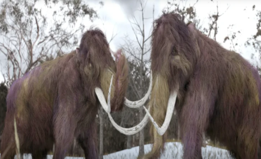 10 min il əvvəl nəsli kəsilən canavarı diriltdilər, növbədə 3 heyvan var