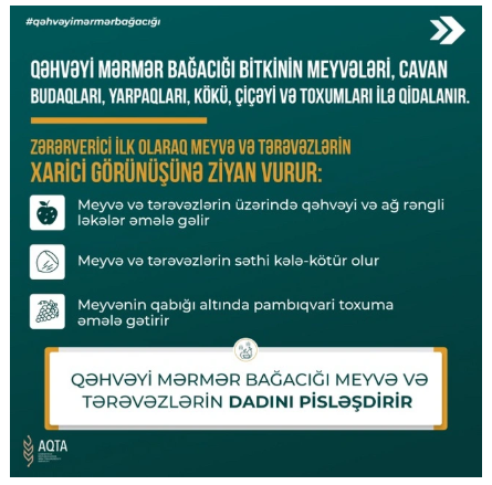 Şəki-Zaqatala bölgəsini zərərverici həşəratlar "zəbt edib": Dövlət qurumundan TÖVSİYƏ