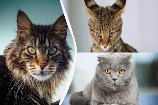 Avtomobil qədər qiyməti olan PİŞİKLƏR: İnsanlar onlar üçün minlərlə dollar ödəyir