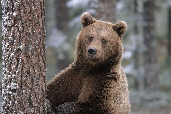 Musiqi müəllimi öz ifası ilə ayını qorxutdu – VİDEO