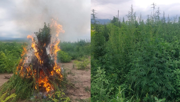 Xocalıda minlərlə çətənə bitkisi məhv edildi