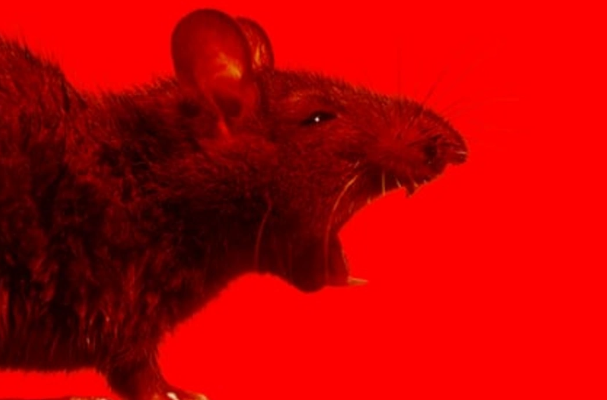 Britaniya və ABŞ şəhərlərində siçovul bəlası - Zərərvericilərin sayı 12 dəfə artıb