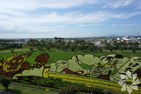Sənət əsərinə çevrilən düyü tarlaları - FOTO